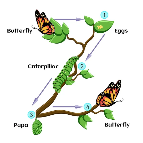 Ciclo de vida da borboleta . — Vetor de Stock