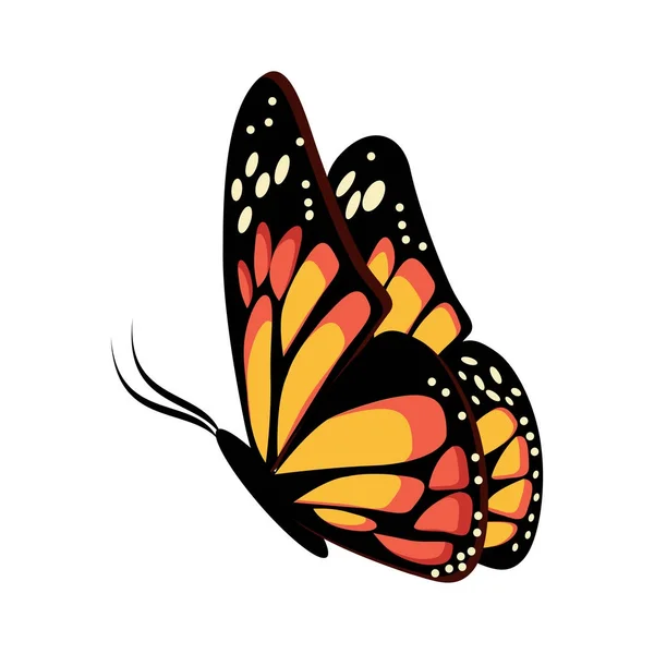 Bella giallo e arancione seduta o farfalla volante Monarca . — Vettoriale Stock