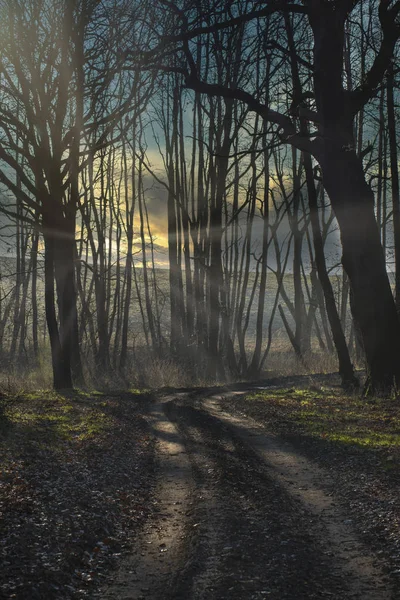 Foresta in inverno durante il tramonto — Foto Stock