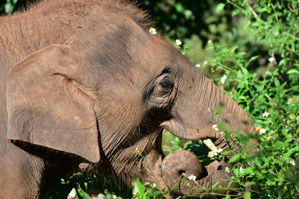 Слоненя у слона врятувати парк (Chiang Mai - Таїланд) — стокове фото