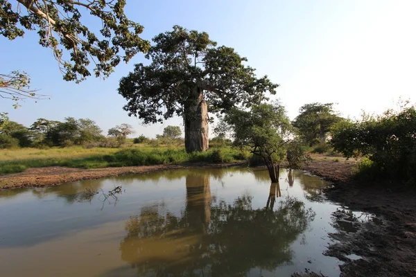 Baobab grande y maravilloso en el Parque Nacional Kissama Angola, África — Foto de Stock