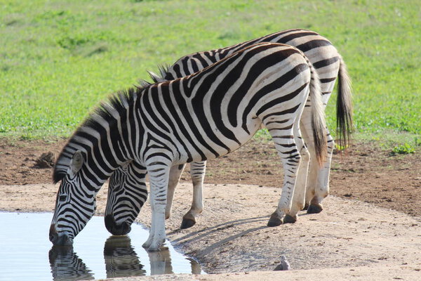 Zebras drinking water in a waterhole in Addo Elephant Park