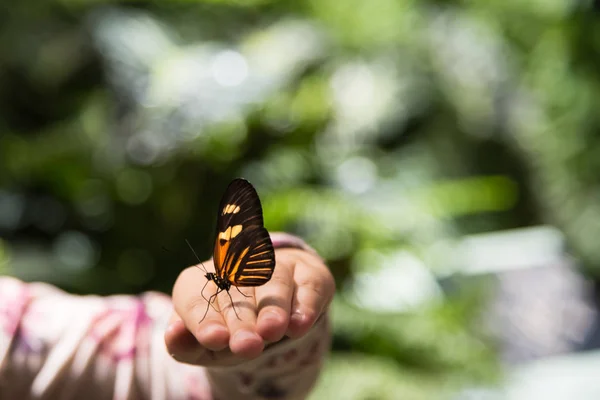 Monarch Kelebek kız yandan oturan — Stok fotoğraf