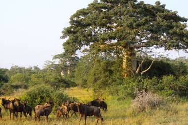 Otlatma wildebeest baobab Kissama Milli Parkı Angola kapatın