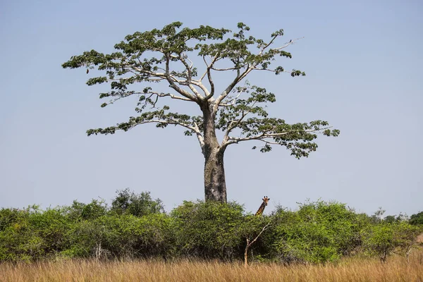 Hermoso y enorme Baobab en el Parque Nacional Kissama en Angola — Foto de Stock