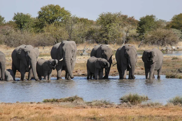 Family of Elephants drinking water in a waterhole. Etosha National Park - Namibia