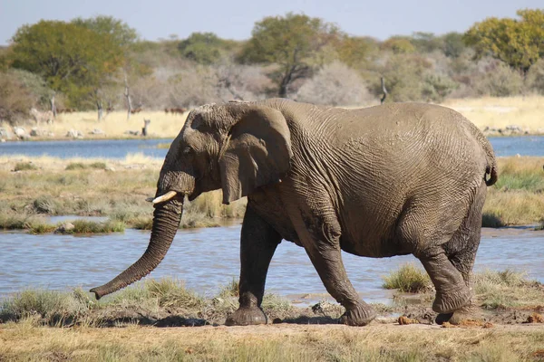 Elefante cubierto de barro. Parque Nacional Etosha Namibia — Foto de Stock