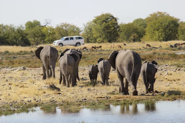 Сім'я слонів ходьбі в напрямку автомобіля в Національний парк Етоша - Намібії — стокове фото