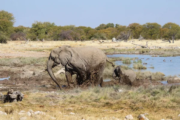 泥 - エトーシャ国立公園 - ナミビアの象の家族 — ストック写真