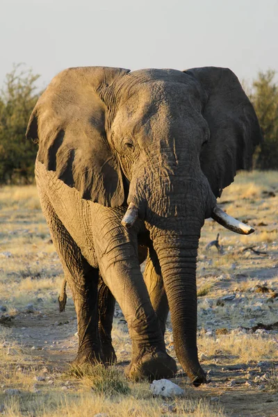 Чоловічий слон ходити в напрямку автомобіля. Національний парк Етоша - Намібії — стокове фото