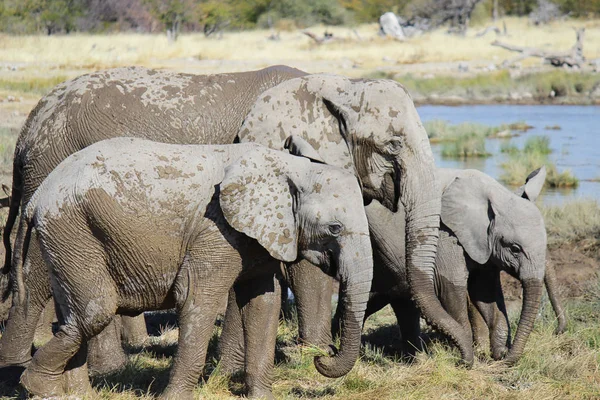 Сім'я слонів, грати в бруду - Національний парк Етоша - Намібії — стокове фото