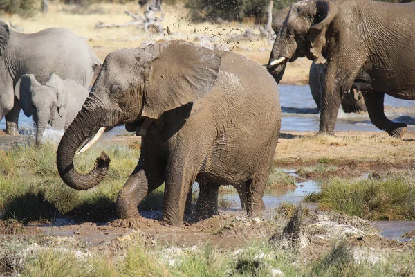 泥や水で象のグループに足を運んだり。エトーシャ国立公園 — ストック写真