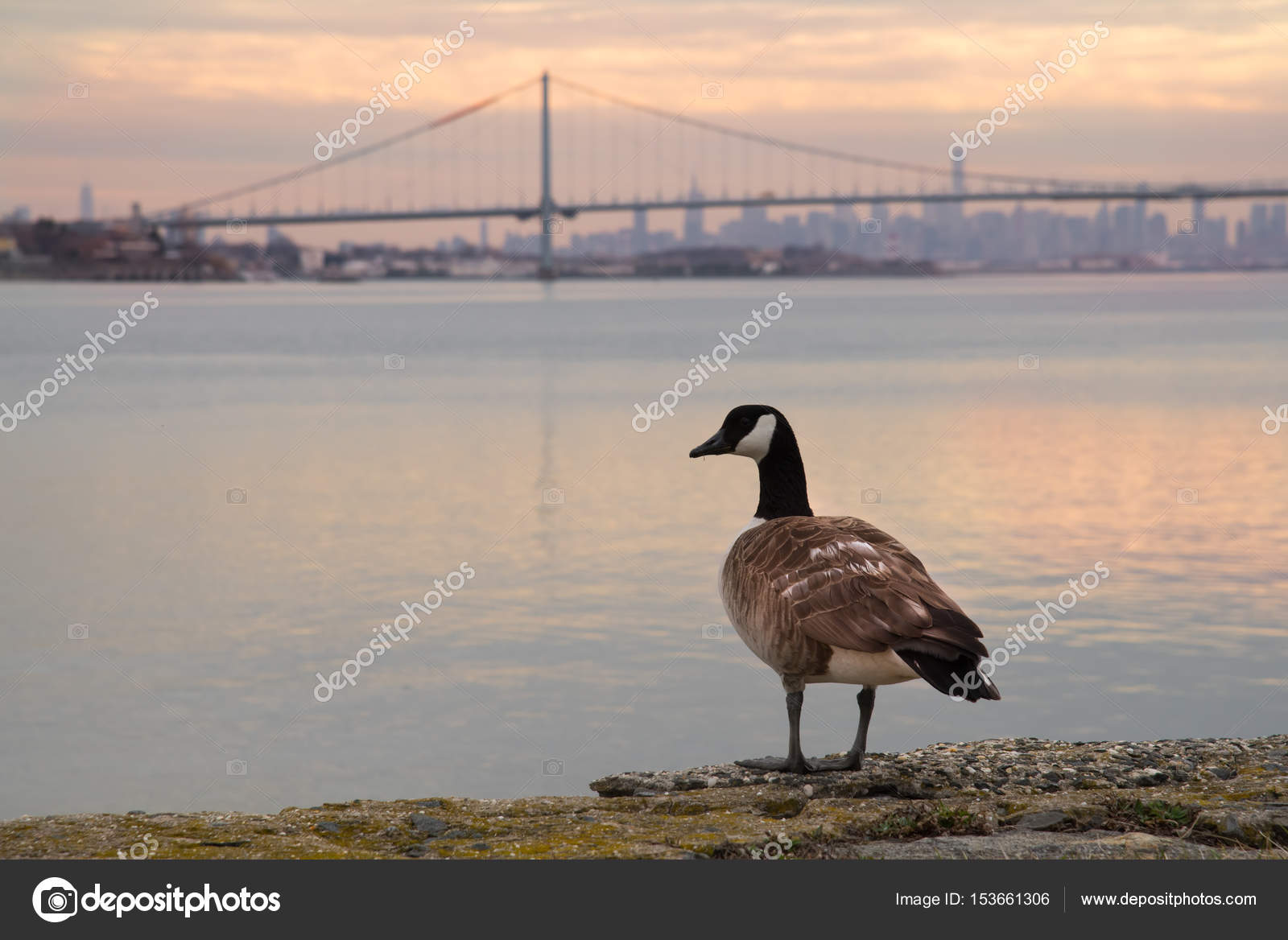 canada goose bronx canada goose bronx