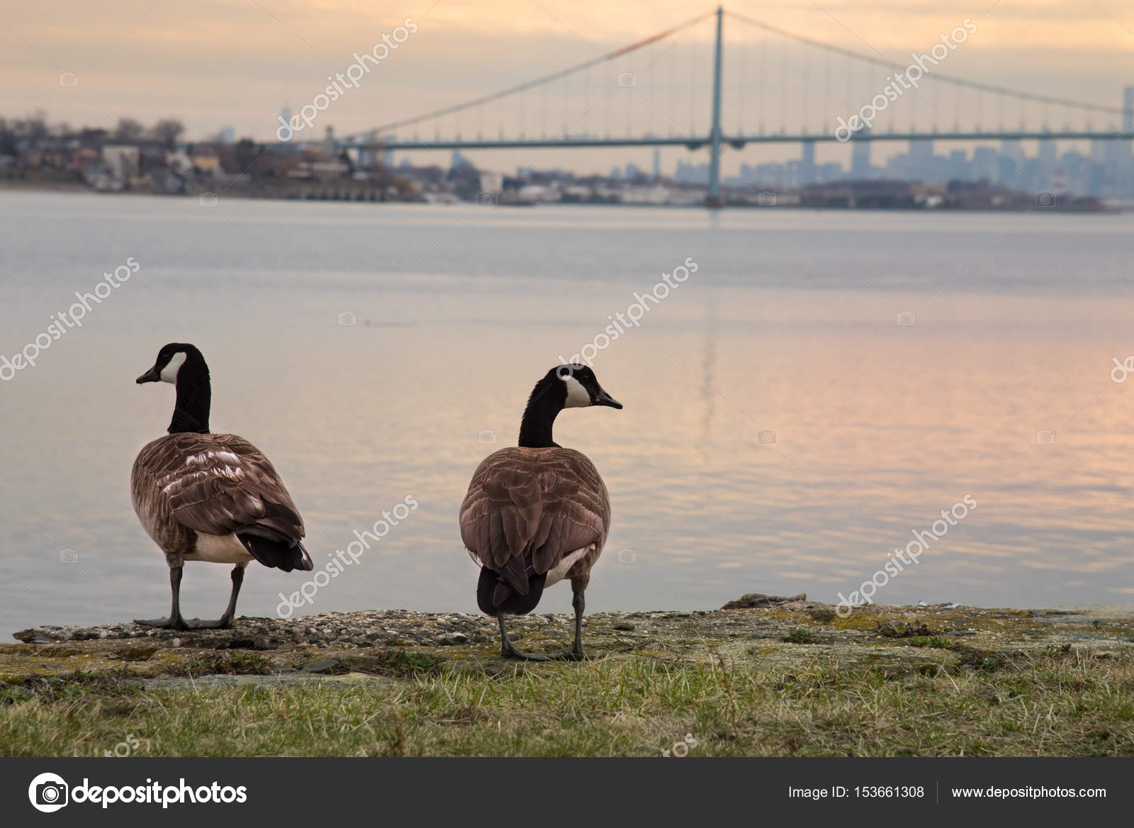 canada goose bronx canada goose bronx