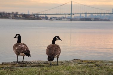 Kanadalı kaz Bronx Whitestone Köprüsü ve Manhattan ile New York'un arka planda