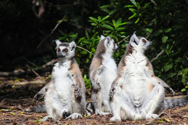 Rodziny lemurów odpoczynku w cieniu — Zdjęcie stockowe