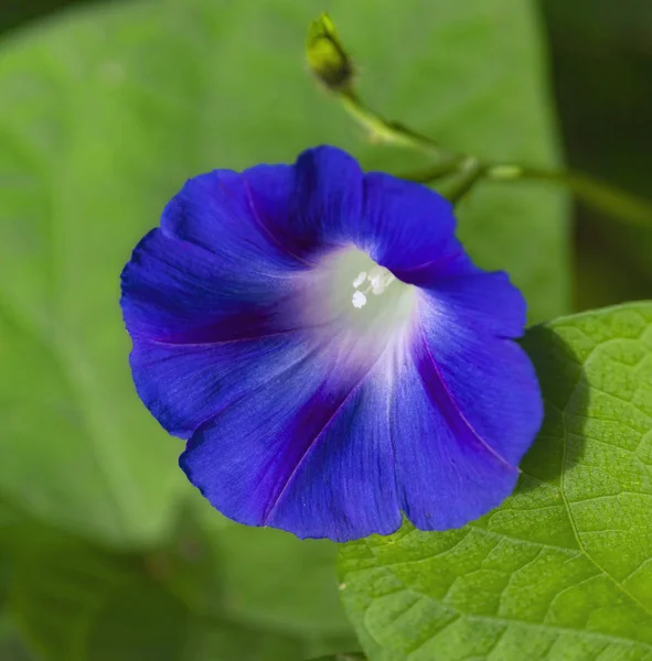 Kék funneled virág egy imorning dicsőség — Stock Fotó