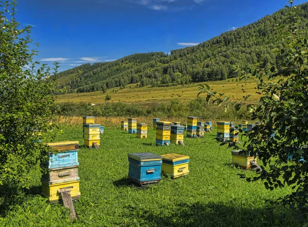Beehives are exposed on a green glade in mountains — Stock Photo, Image