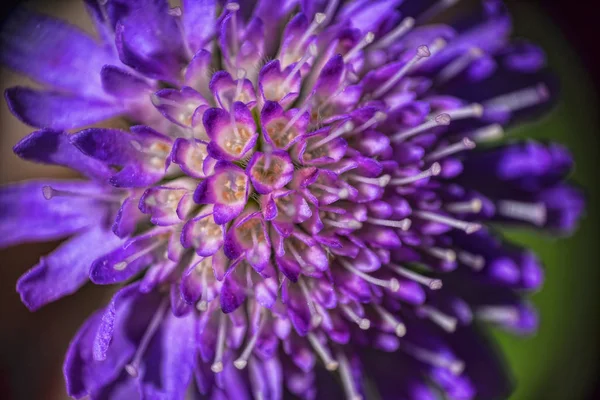 Beautiful violet field flower — Stock Photo, Image