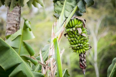 Muz ağacı ekimi Bali