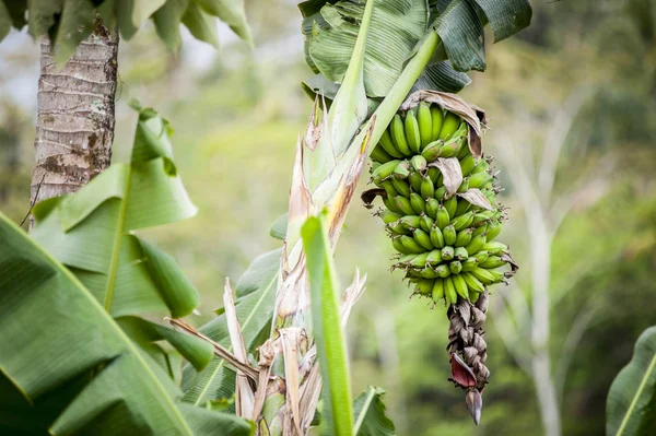 Muz ağacı ekimi Bali