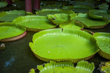 Nilüfer ve yaprakları