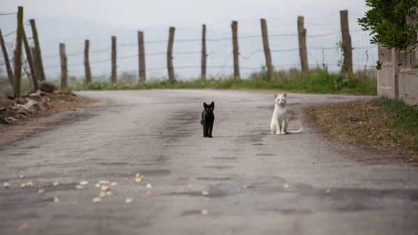 Кошки на дороге . — стоковое фото