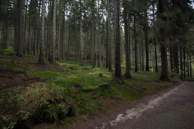 Sonbahar Almanca dağlar ve ormanlar - Sakson İsviçre de bir 