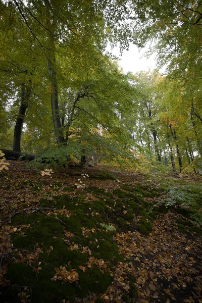 Herbst in deutschen Bergen und Wäldern - ein durchschnittliches Mou — Stockfoto