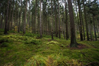 Sonbahar Almanca dağlar ve ormanlar - Sakson İsviçre de bir 
