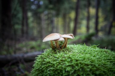 Sonbahar Almanca dağlar ve ormanlar - Sakson İsviçre de bir 
