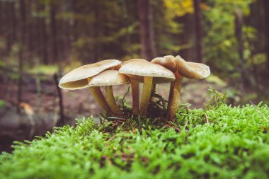 Sonbahar Almanca dağlar ve ormanlar - Sakson İsviçre de bir 