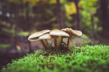 Sonbahar Almanca dağlar ve ormanlar - Sakson İsviçre de bir 