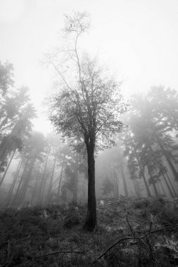 Bir yürüyüş turu sırasında Alman dağlar ve ormanlar - sonbahar