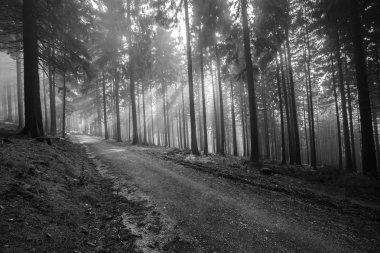 Bir yürüyüş turu sırasında Alman dağlar ve ormanlar - sonbahar