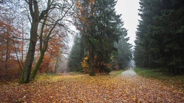Bir yürüyüş turu sırasında Alman dağlar ve ormanlar - sonbahar