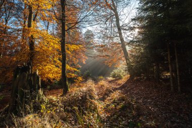 Bir yürüyüş turu sırasında Alman dağlar ve ormanlar - sonbahar