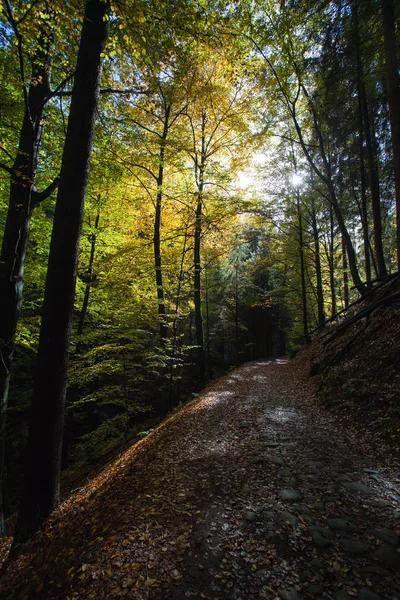 ザクセン スイスは、ドイツ山の秋と森林、 — ストック写真
