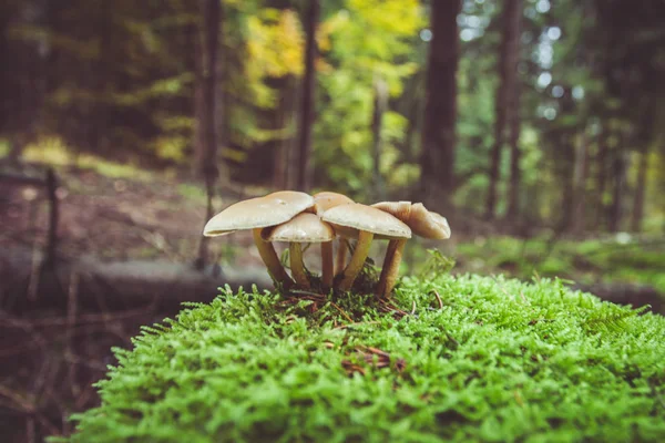 Otoño en las montañas y bosques alemanes - Suiza sajona es un — Foto de Stock