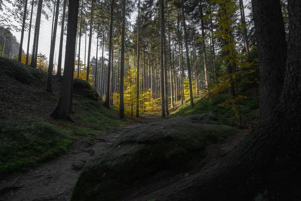 Automne dans les montagnes et les forêts allemandes - Suisse saxonne est un — Photo