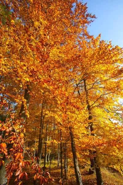 Autumn in german Mountains and Forests - During a hiking tour in