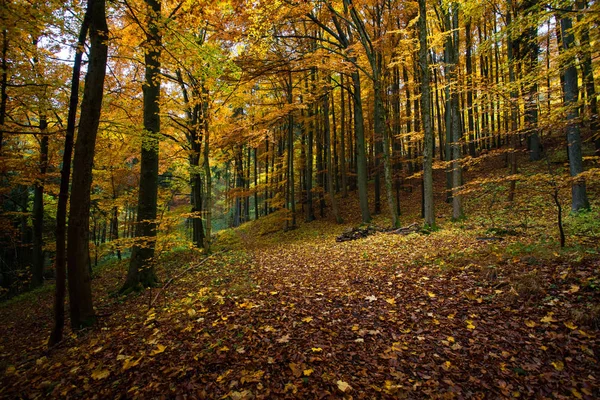 Φθινόπωρο στα γερμανικά βουνά και δάση - κατά τη διάρκεια μια περιοδεία πεζοπορία — Φωτογραφία Αρχείου