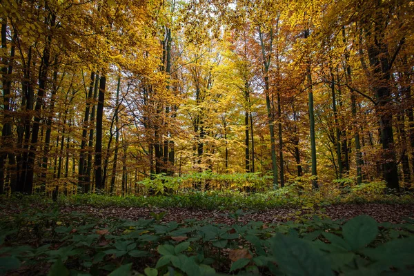 Otoño en montañas alemanas y bosques - Durante una excursión de senderismo en — Foto de Stock