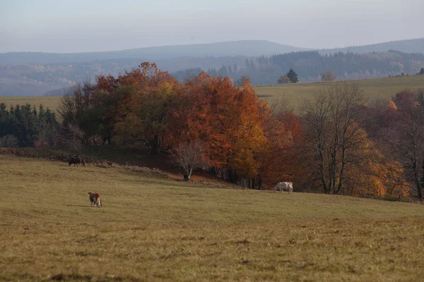 Otoño en montañas alemanas y bosques - Durante una excursión de senderismo en — Foto de Stock