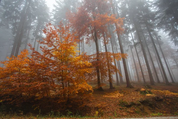 Automne en allemand Montagnes et forêts - Au cours d'une randonnée dans — Photo