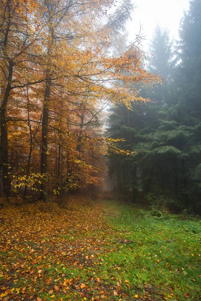 Höst i tyska berg och skogar - under en vandringstur i — Stockfoto