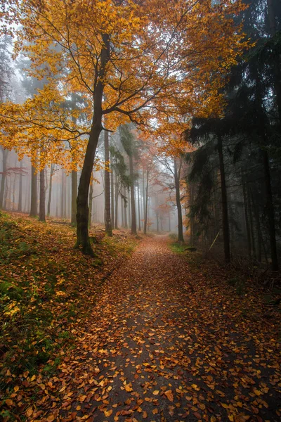 ドイツの山と森林でのハイキング ツアー中秋 — ストック写真