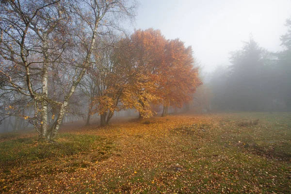 Herbst in deutschen Bergen und Wäldern - bei einer Wanderung in — Stockfoto