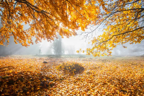 Höst i tyska berg och skogar - under en vandringstur i — Stockfoto