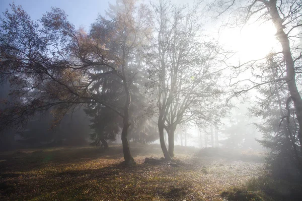 Bir yürüyüş turu sırasında Alman dağlar ve ormanlar - sonbahar — Stok fotoğraf